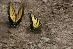 Papilio alexiares garcia