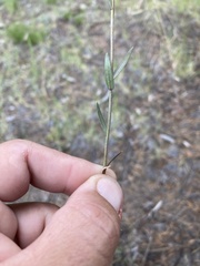 Boechera sanluisensis