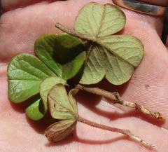 Oxalis truncatula