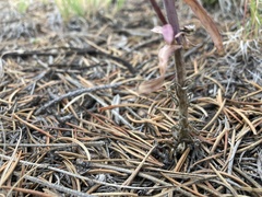 Boechera sanluisensis