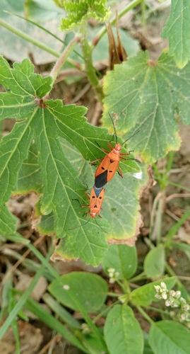 Indian Cotton Stainer