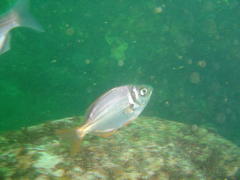 Boopsoidea inornata
