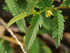 Chamaecrista pumila
