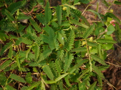 Chamaecrista pumila