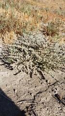 Atriplex minuscula
