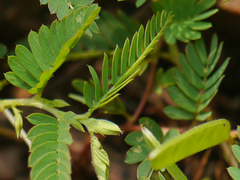 Chamaecrista pumila