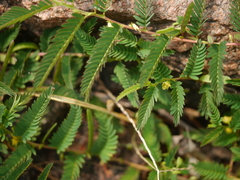 Chamaecrista pumila