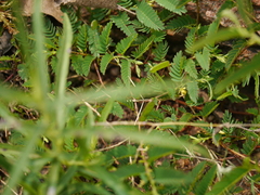 Chamaecrista pumila