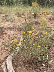 Heterotheca hirsutissima