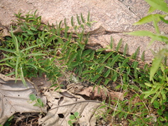 Chamaecrista pumila