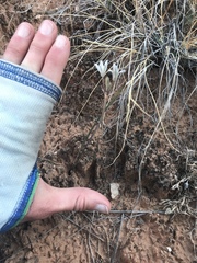 Androstephium breviflorum