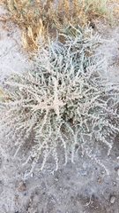 Atriplex minuscula