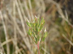 Leucadendron floridum
