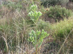 Leucadendron floridum