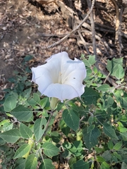 Datura wrightii