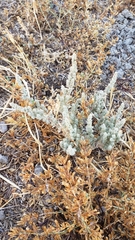 Atriplex minuscula