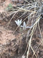 Androstephium breviflorum