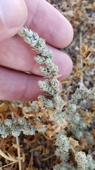 Atriplex minuscula