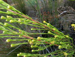 Leucadendron olens