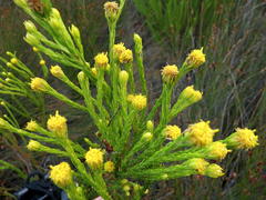 Leucadendron olens