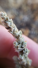 Atriplex minuscula