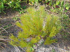 Serruria foeniculacea