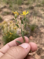 Heterotheca hirsutissima