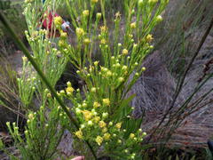 Leucadendron olens