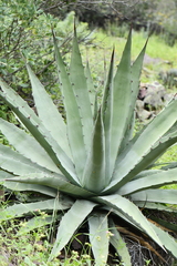 Agave chrysantha