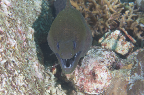 Moray eel