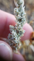 Atriplex minuscula
