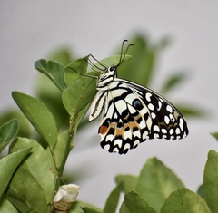 Papilio demoleus