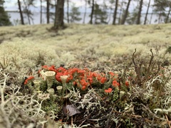 Cladonia borealis