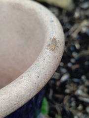 Ectobius pallidus