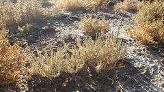 Atriplex minuscula