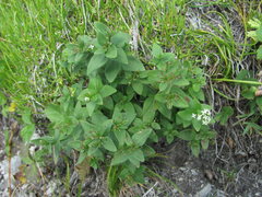 Galium valantioides