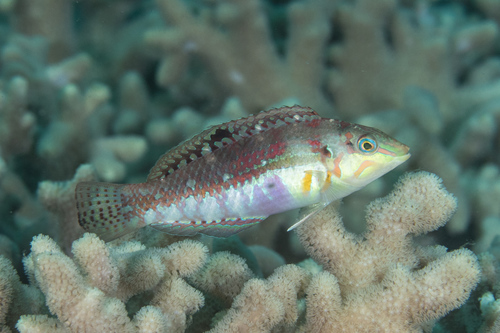 Cloud wrasse (Halichoeres nebulosus) — Labridae — 3