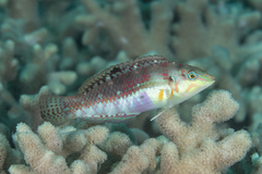 Halichoeres nebulosus