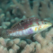 Cloud Wrasse - Photo (c) Mark Rosenstein, some rights reserved (CC BY-NC-SA), uploaded by Mark Rosenstein