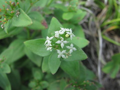 Galium valantioides