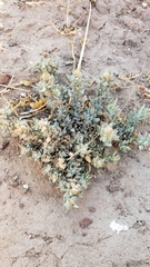 Atriplex fruticulosa