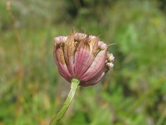Astrantia trifida