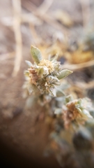 Atriplex fruticulosa