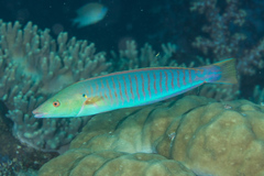 Hologymnosus doliatus