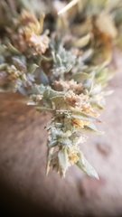 Atriplex fruticulosa