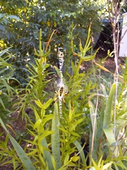 Argiope aurantia