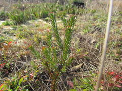 Leucadendron levisanus