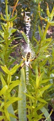 Argiope aurantia