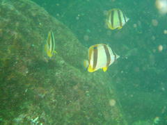Chaetodon marleyi