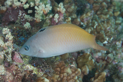 Halichoeres prosopeion